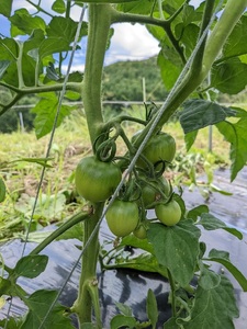 [自然栽培]無添加！甘い完熟トマトで作ったトマトソース(内容量260g)×6個　ソース セット 数量限定 トマト メニーナ 自然栽培 無添加 無農薬 無肥料 完熟 濃厚 結理苑 アレンジ パスタソース ピザソース サンドウィッチ カレー山梨県 北杜市