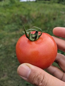 [自然栽培]無添加！甘い完熟トマトで作ったトマトソース(内容量260g)×6個　ソース セット 数量限定 トマト メニーナ 自然栽培 無添加 無農薬 無肥料 完熟 濃厚 結理苑 アレンジ パスタソース ピザソース サンドウィッチ カレー山梨県 北杜市