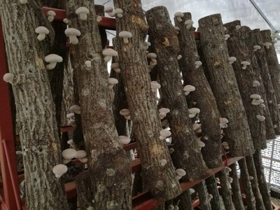 原木しいたけ 1箱 750ｇ きのこ 椎茸 八ヶ岳 湧水 栄養 菌打ち 収穫 料理 冷蔵 山梨県 北杜市