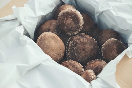 原木しいたけ 1箱 750ｇ きのこ 椎茸 八ヶ岳 湧水 栄養 菌打ち 収穫 料理 冷蔵 山梨県 北杜市