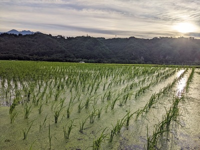 白州米コシヒカリ3合 無洗米真空パック20個セット  米 期間限定 約450g 栽培期間中 農薬不使用 化学肥料不使用 精米したて 真空包装 長期保管 備蓄 防災 キャンプ 山梨 北杜市