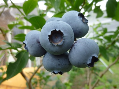 果実と粗糖のみでつくったブルーベリー飲む酢　200ml×3本 ４倍濃縮 ビネガー 果実酢 フルーツ 酢 ドリンク 濃縮 ハイブッシュブルーベリー 熟成 まろやか 果実丸ごと ドレッシング 隠し味 添加物不使用 化学調味料無添加 合成保存料 着色料 香料 不使用 ギフト 山梨県 北杜市