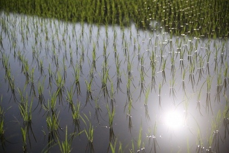 【令和7年産】《米冠位受賞》［自然農法］武川米　幻の米 よんぱち　白米 1.5kg（約1升）　農林48号 お米 自然農法 農薬・化学肥料不使用 もっちり しっかり お弁当 おにぎり 山梨県 北杜市 [h360]