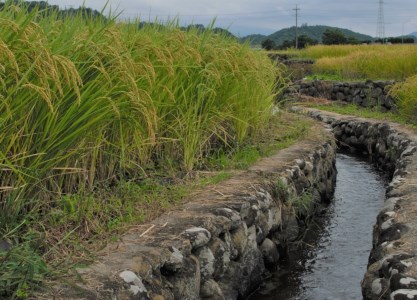 【令和7年度米3ヵ月定期便】8分づき農林48号 5kg×3回 米 【定期便】 3ヵ月定期便 計3回お届け 令和7年度米 農林48号 5kg 8分づき 自慢のお米 八ヶ岳 山梨県 北杜市 仕送りギフト