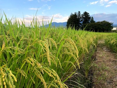 【3ヵ月定期便】玄米農林48号 5kg