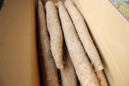 茅ヶ岳高原 粘りと味が抜群の長芋 10㎏箱 長芋 長いも 10kg 約6~10本 ながいも 山芋 野菜 とろろ 磯辺揚げ 粘り 期間限定 明野町 茅ヶ岳高原 山梨県 北杜市