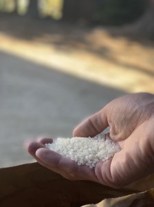 【令和6年度米】 武川米コシヒカリ 25㎏