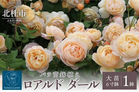 バラ苗鉢植え「ロアルド ダール」 | 山梨県北杜市 | ふるさと納税