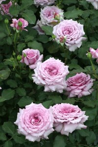 バラ苗鉢植え「ウィンディー ナイト」 バラ 苗 四季咲き 鉢植え 花 ウィンディー ナイト 6寸鉢 オリジナル品種 ロゼット咲き 房咲き 母の日 父の日 山梨県 北杜市