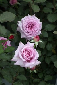 バラ苗鉢植え「ウィンディー ナイト」 バラ 苗 四季咲き 鉢植え 花 ウィンディー ナイト 6寸鉢 オリジナル品種 ロゼット咲き 房咲き 母の日 父の日 山梨県 北杜市