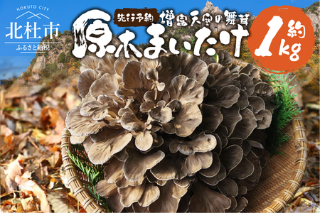 【令和8年産先行予約】 増富天空の舞茸　原木まいたけ　約1kg 舞茸 原木舞茸 まいたけ きのこ 肉厚 約1kg 期間限定 ナラの木 北杜市 須玉町産 増富天空の舞茸 北杜市 