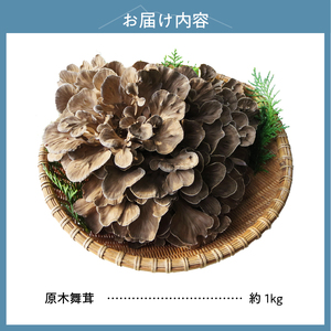 【令和8年産先行予約】 増富天空の舞茸　原木まいたけ　約1kg 舞茸 原木舞茸 まいたけ きのこ 肉厚 約1kg 期間限定 ナラの木 北杜市 須玉町産 増富天空の舞茸 北杜市 