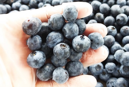 【2026年先行予約】農家秘蔵の極甘ブルーベリー 中粒1kg（250g×4パック） ベリー [h186004]