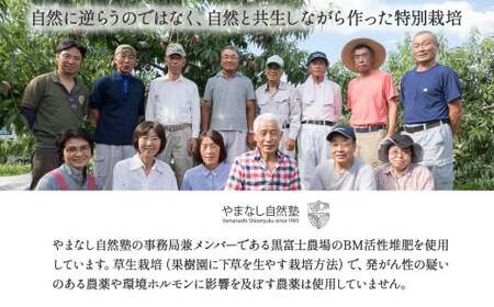 【2025年発送】『特別栽培』自然塾冬のシャインマスカット 1房  山梨シャインマスカット BM-2