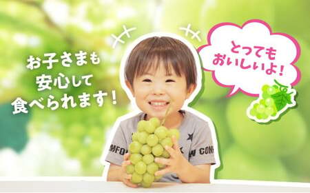 【2025年発送】『特別栽培』自然塾冬のシャインマスカット 1房  山梨シャインマスカット BM-2