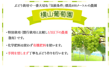 【✩先行予約✩2024年/令和6年発送分】減農薬シャインマスカット1.2㎏／2房