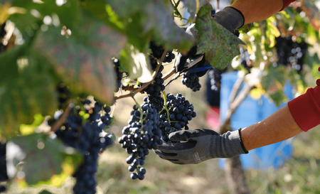 サントリー　登美の丘　ワイナリー　＜SUNTORY　FROM　FARM　品種シリーズ赤白ワイン2本セット＞　ワイン　家飲み　赤ワイン　白ワイン　マスカットベーリーA　甲州　SUNTORY　登美　山梨ワイン　日本ワイン　酒　フロムファーム　テーブルワイン　山梨県　甲斐市　AD-282