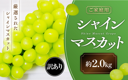 【2026年発送】 ご家庭用 シャインマスカット 約2.0㎏ 訳ありシャインマスカット AN-131