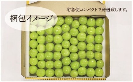 【訳アリ】【定期便】粒 シャインマスカット 約1.0㎏×3回 山梨シャインマスカット