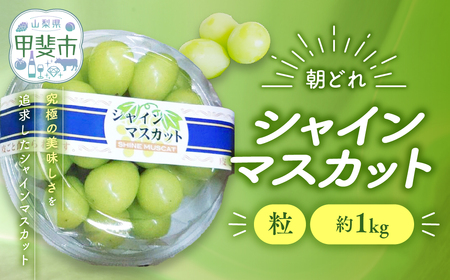 訳あり シャインマスカット 粒 1㎏ 減農薬 山梨シャインマスカット