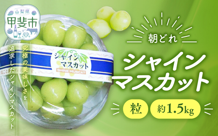 訳あり シャインマスカット 粒 1.5㎏ 山梨シャインマスカット