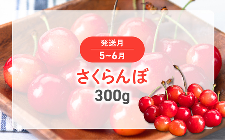 【2025年発送】お手軽フルーツ定期便 3回 (少量) さくらんぼ 300g 桃 3玉 シャインマスカット 1房 先行予約 先行 予約 山梨県産 産地直送 フルーツ 果物 くだもの ぶどう ブドウ 葡萄 シャイン シャインマスカット 新鮮 人気 おすすめ 国産 贈答 ギフト お取り寄せ 山梨 甲斐市 AD-243