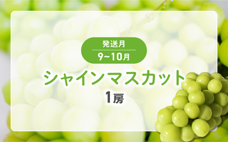 【2025年発送】お手軽フルーツ定期便 3回 (少量) さくらんぼ 300g 桃 3玉 シャインマスカット 1房 先行予約 先行 予約 山梨県産 産地直送 フルーツ 果物 くだもの ぶどう ブドウ 葡萄 シャイン シャインマスカット 新鮮 人気 おすすめ 国産 贈答 ギフト お取り寄せ 山梨 甲斐市 AD-243