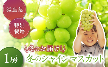 【2025年発送】冬のシャインマスカット 減農薬 大粒 1房 産地直送 フルーツ 果物 山梨シャインマスカット CF-9