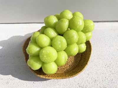 おまかせ！ぶどう3色食べ比べセット　約1.8㎏ シャインマスカット 山梨シャインマスカット