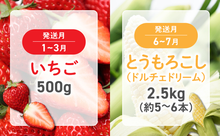 配送地域限定 いちご トウモロコシ 桃 巨峰 シャインマスカット キウイ 6回 定期便 山梨シャインマスカット