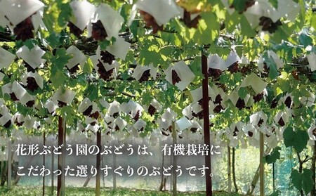 有機栽培にこだわった選りすぐりのぶどう 富士の輝 1房600g以上 ぶどう 希少品種