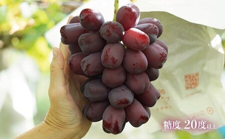 有機栽培にこだわった選りすぐりのぶどう 富士の輝 1房600g以上 ぶどう 希少品種