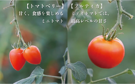 【期間限定（３～７月）】赤坂とまとの完熟セット