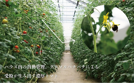 【期間限定（３～７月）】赤坂とまとの完熟セット