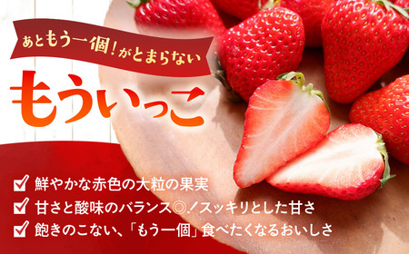 いちご 12個～15個 いちご「もういっこ」人気