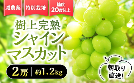 【2026年／令和8年発送】樹上完熟シャインマスカット（特別栽培）1.2㎏／2房