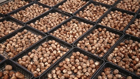 【先行予約】甲斐市産 八幡芋 Lサイズ 1.0kg  里芋 いも ミクニ農園