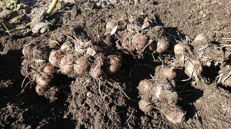 【先行予約】甲斐市産 八幡芋 Lサイズ 1.0kg  里芋 いも ミクニ農園