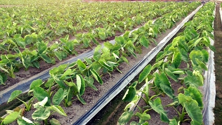 【先行予約】甲斐市産 八幡芋 Lサイズ 1.0kg  里芋 いも ミクニ農園