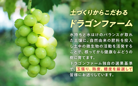 2025年分発送】 訳あり ご家庭用 シャインマスカット 3房以上 2.3kg 先行予約 先行 予約 山梨県産 産地直送 フルーツ 果物 くだもの ぶどう  ブドウ 葡萄 シャイン シャインマスカット 新鮮 人気 おすすめ 国産 贈答 ギフト お取り寄せ わけあり ワケアリ 新鮮 甘い 皮ごと ...