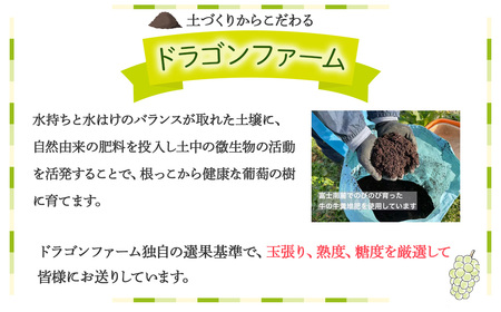 【☆先行予約☆2024年/令和6年発送分】土にこだわったシャインマスカット 2㎏ 3房以上 山梨県産 国産 産地直送 人気 おすすめ 贈答 ギフト お取り寄せ フルーツ 果物 くだもの ぶどう ブドウ 葡萄 新鮮 甘い 皮ごと 甲斐市 BI-2