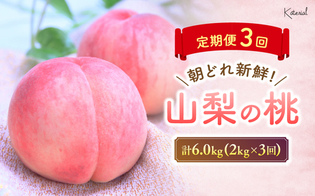 【2023年/令和5年発送分☆先行予約☆】【定期便】もぎたて!桃定期便3回※来年の先行予約です※