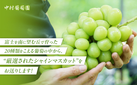 シャインマスカット 3kg 3房～6房 山梨シャインマスカット