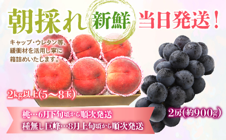 ＜25年発送先行予約＞【山梨県産 旬の果物 定期便】旬の桃 種無し巨峰 2回送り 180-009