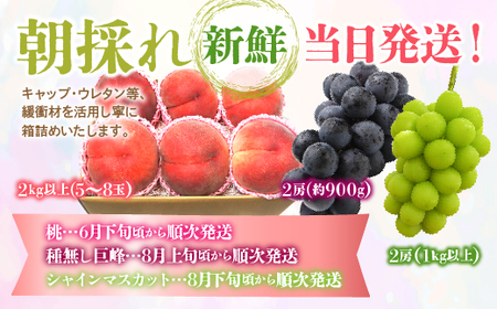 ＜25年発送先行予約＞【山梨県産 旬の果物 定期便】旬の桃 種無し巨峰 シャインマスカット 3回送り 180-010