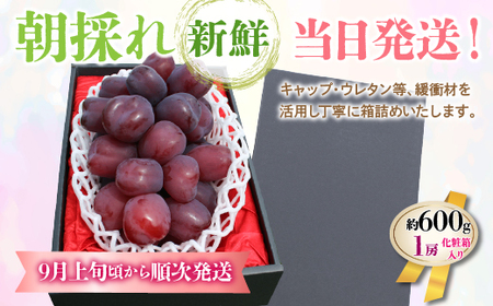 ＜2024年先行予約＞山梨県産 富士の輝 1房（約600g） 180-011