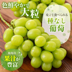 【2026年発送★先行予約】山梨県産 シャインマスカット1kg以上 2房 180-002