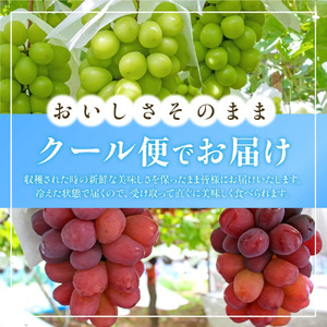 【2026年発送★先行予約】山梨県産 シャインマスカット1kg以上 2房 180-002