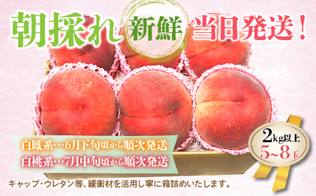 ＜25年発送先行予約＞ 山梨県産 旬の桃 2kg以上(5～8玉)  180-004