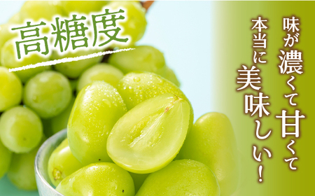 【2026年発送★先行予約】笛吹市産　シャインマスカット　約1.5kg（2～4房）205-007ｰ26y